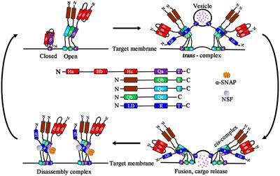 SNAREs Regulate Vesicle Trafficking During Root Growth and Development